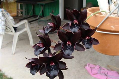 orchidee noire nantes|L ORCHIDEE NOIRE